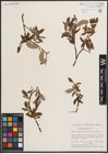 Foto von Salix discolor Muhl.